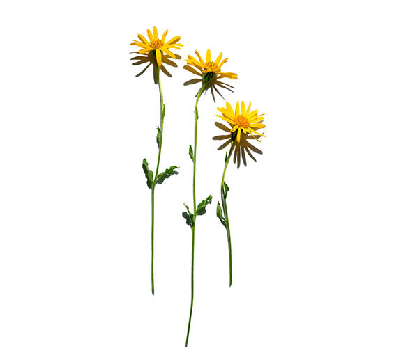 Arnica-Arnica extract-Arnica montana flower extract