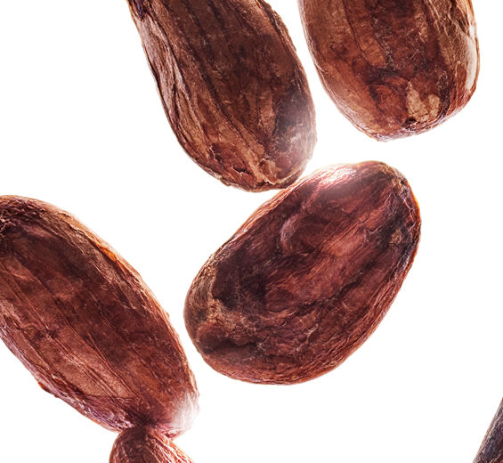 شجرة الكاكاو-زبدة الكاكاو العضوية-Theobroma cacao (cocoa) seed butter