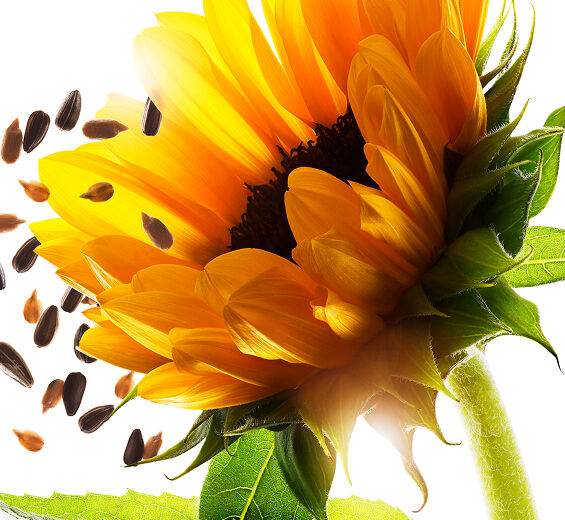 Sunflower-Sunflower wax-Helianthus annuus (sunflower) seed wax