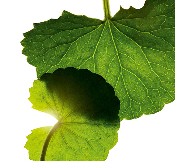 سرة الأرض-الأسياتيكوزيد-Asiaticoside