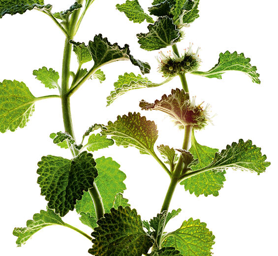 White horehound-Organic white horehound extract-Marrubium vulgare extract