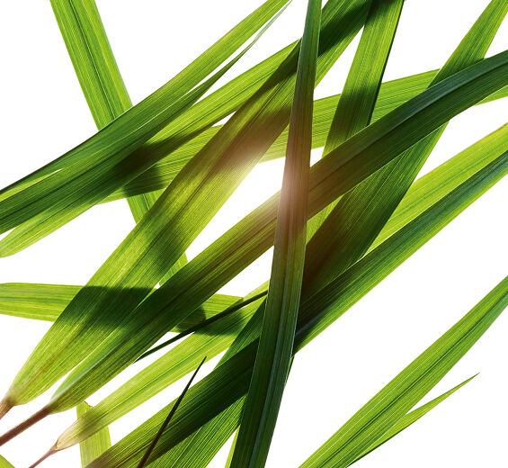 عشبة البيسون-مستخلص عشبة البيسون-Hierochloe odorata extract