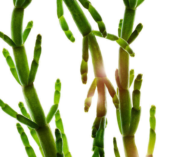 Marsh samphire-Organic marsh samphire extract-Salicornia herbacea extract