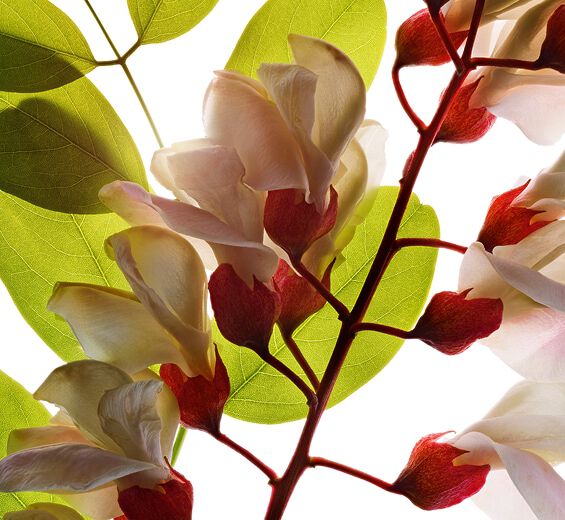 Robinia-Robinia flower water-Robinia pseudoacacia flower extract