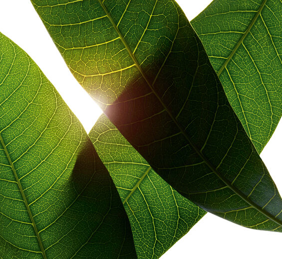 Mango tree-Organic mango leaf extract-Mangifera indica (mango) leaf extract