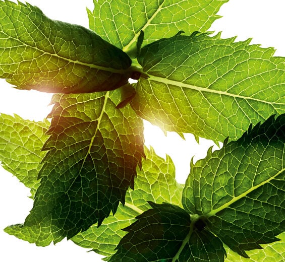 Field mint-Menthol-Menthol