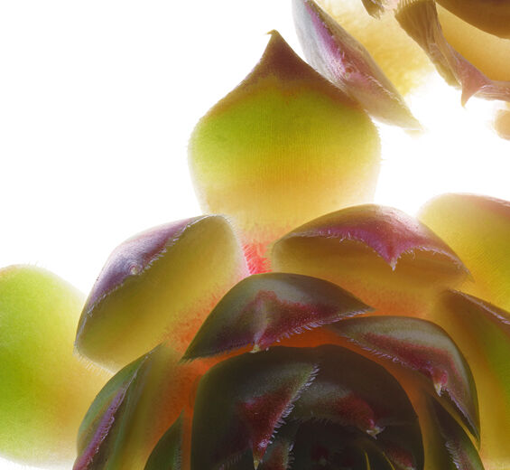 نبتة المخلدة-مستخلص نبتة المخلدة العضوي-Sempervivum tectorum extract