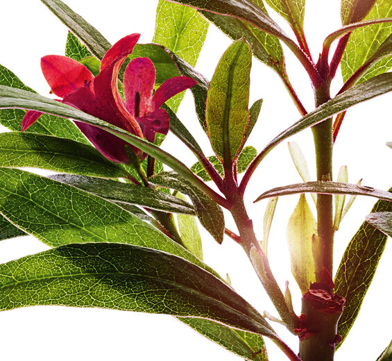 Alpenrose-Alpenrose extract-Rhododendron ferrugineum extract