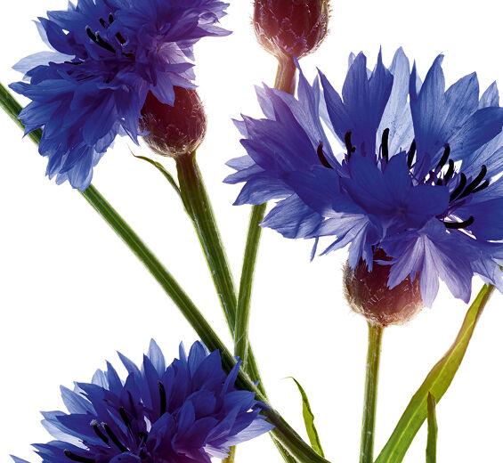 Cornflower-Organic cornflower extract-Centaurea cyanus flower extract