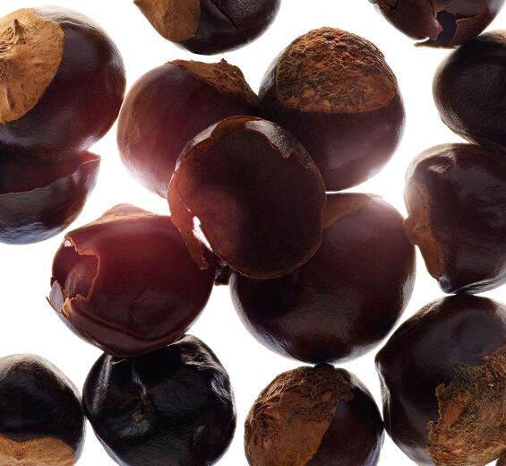 Guarana-Organic guarana extract-Paullinia cupana seed extract