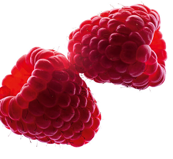 Raspberry bush-Organic raspberry water-Rubus idaeus (raspberry) fruit water