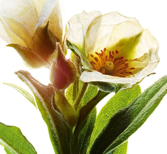 القريضة المتوسطية-مستخلص القريضة المتوسطية العضوي-Cistus monspeliensis extract