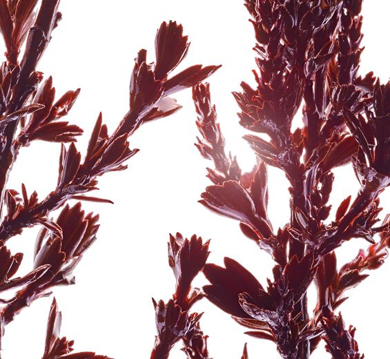 عشبة ميروثامنوس-مستخلص عشبة ميروثامنوس-Myrothamnus flabellifolia leaf/stem extract