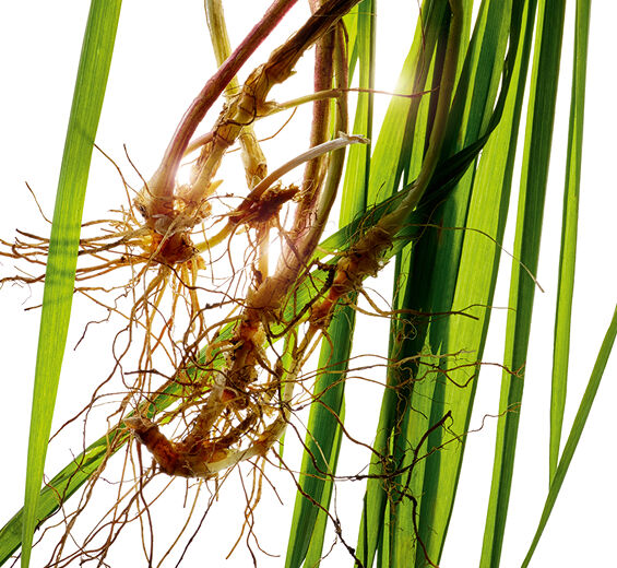 Agropyron-Organic agropyron extract-Agropyron repens root extract