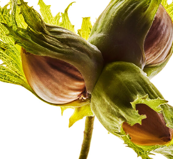 البندق-زيت البندق العضوي-Corylus avellana (hazel) seed oil