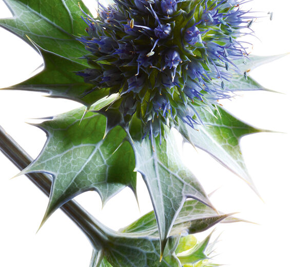 نبات القرصعنة-خلاصة نبات القرصعنة العضوي-Eryngium maritimum extract