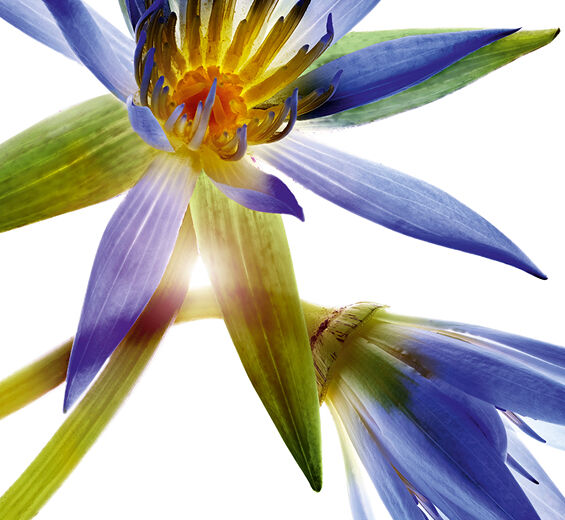 اللوتس الأزرق-شمع اللوتس الأزرق-Nymphaea caerulea flower extract