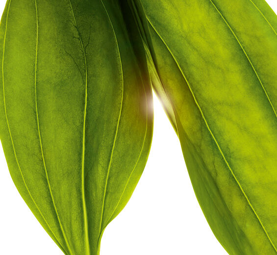 Gelber Enzian-Organic golden gentian extract-Gentiana lutea extract