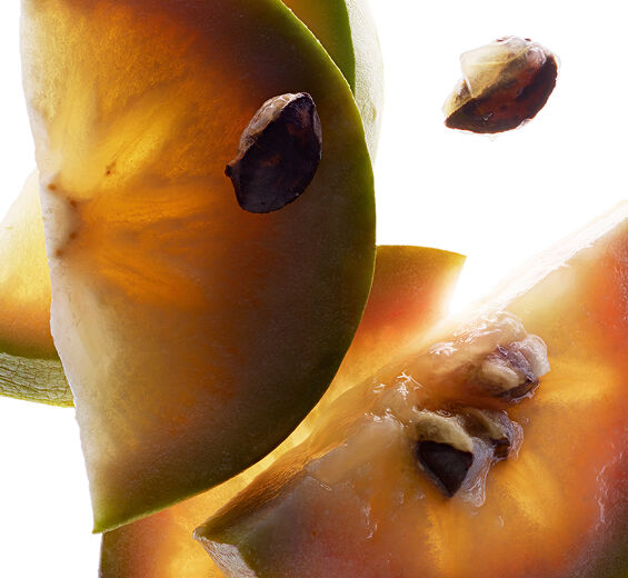 شجرة التفاح النجمي-مستخلص حليب الأم-Chrysophyllum cainito fruit extract