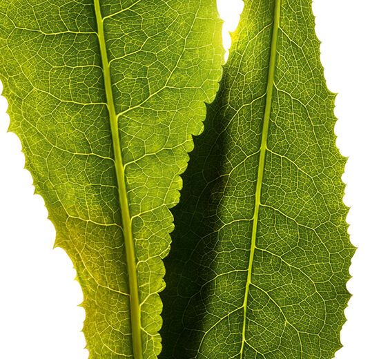 الهندباء-مستخلص الهندباء-Cichorium intybus (chicory) leaf extract