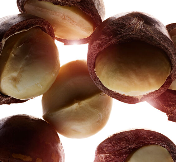 شجرة المكاديميا-زيت المكداميا العضوي-Macadamia ternifolia seed oil