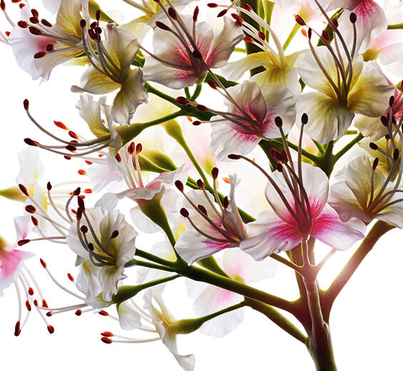 Horse chestnut tree-Organic horse chestnut flower extract-Aesculus hippocastanum (horse chestnut) extract