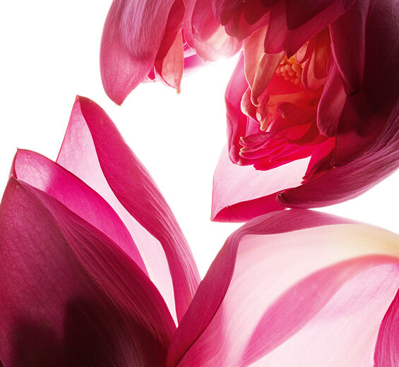 Lotus-Lotus extract-Nelumbo nucifera flower extract