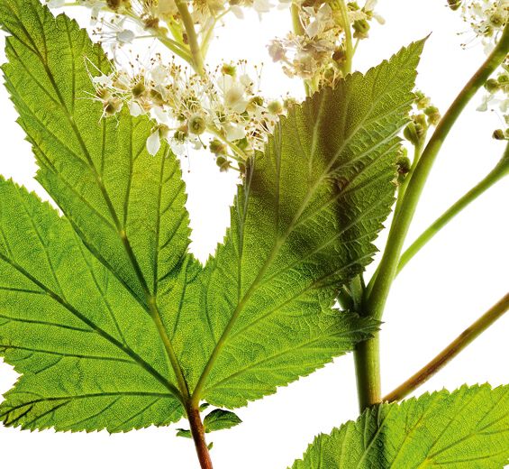 إكليلية المروج-مستخلص إكليلية المروج-Spiraea ulmaria extract