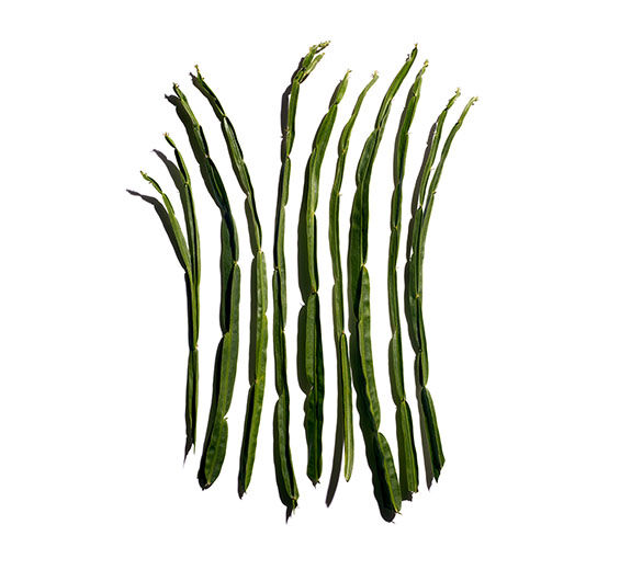 نبتة الخمرية-مستخلص نبتة الخمرية-Baccharis genistelloides extract