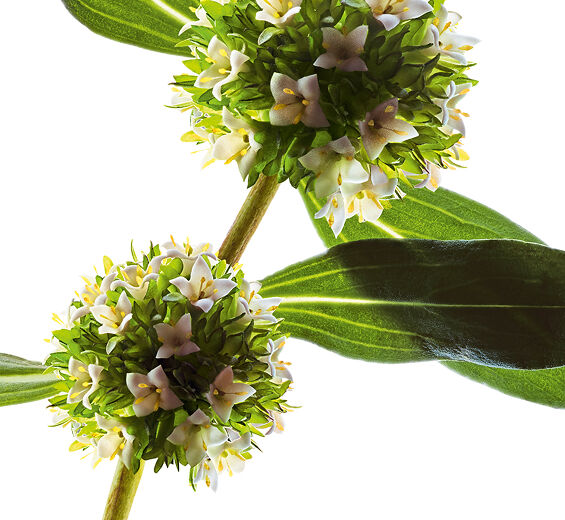 ميتراكاربوس-مستخلص ميتراكاربوس العضوي-Mitracarpus scaber extract