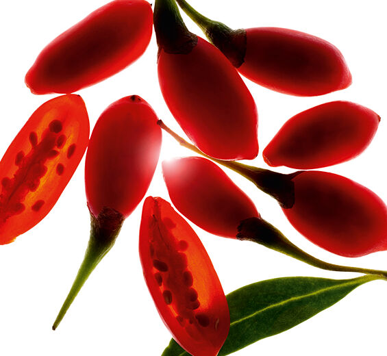 غوجي-مستخلص توت الغوجي العضوي-Lycium barbarum fruit extract