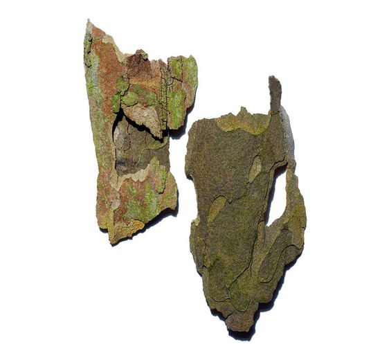 شجرة الدلب-مستخلص شجرة الدلب-Platanus occidentalis bark extract