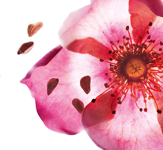 Sweetbriar-Organic sweetbriar oil-Rosa rubiginosa seed oil