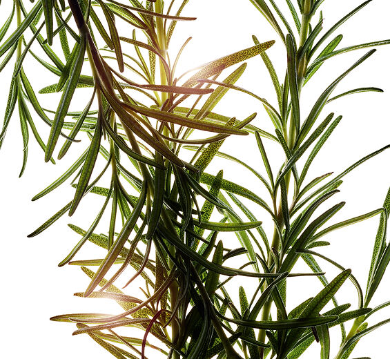 إكليل الجبل-مستخلص إكليل الجبل-Rosmarinus officinalis (rosemary) leaf extract