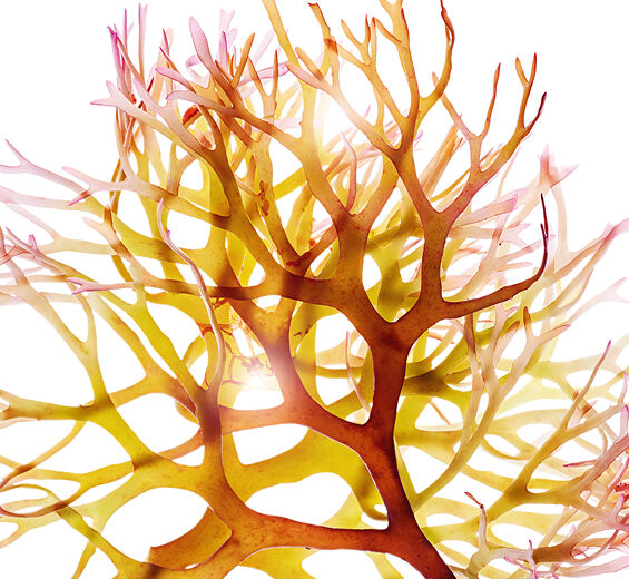 الطحلب الأيرلندي-مستخلص الطحلب الأيرلندي-Chondrus crispus (carrageenan) extract