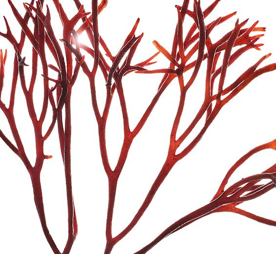 Furcellaria-Furcellaria extract-Furcellaria lumbricalis extract