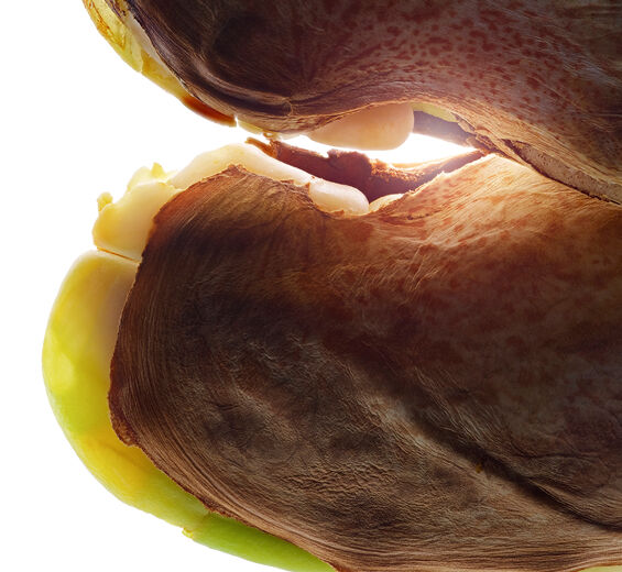 Wild mango-Wild mango butter-Irvingia gabonensis kernel butter