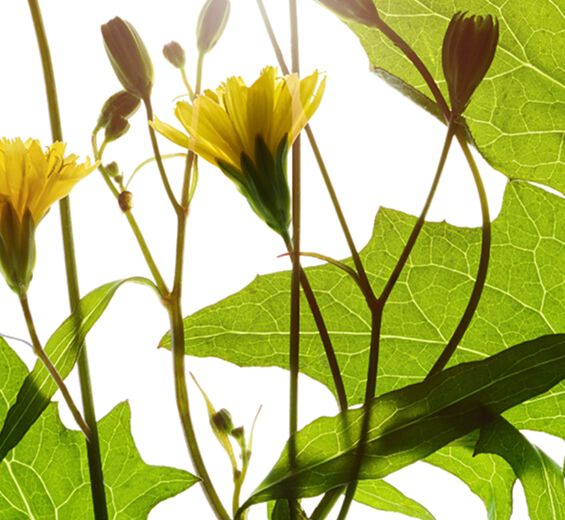 نبتة الحلمة-مستخلص نبتة الحلمة-Lapsana communis flower/leaf/stem extract