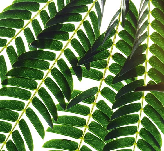 Albizia-Albizia extract-Albizia julibrissin bark extract