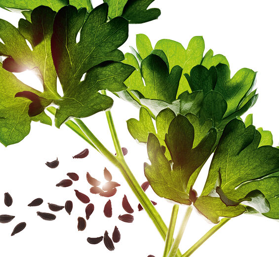 البقدونس-زيت البقدونس العطري-Carum petroselinum (parsley) seed oil