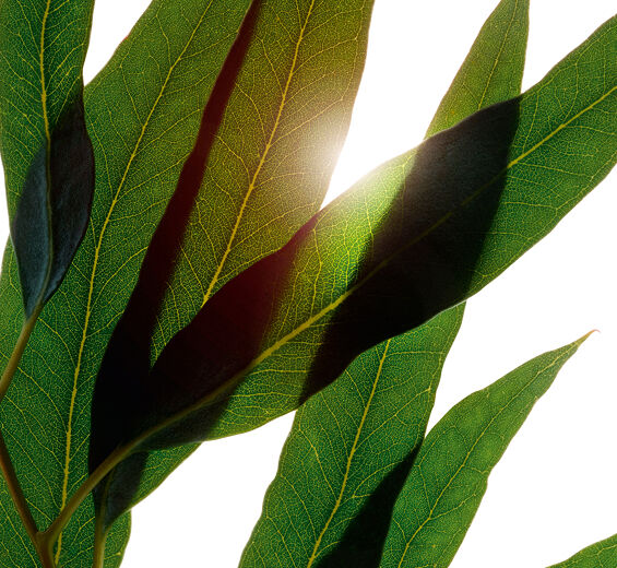 أوكالبتوس-زيت الأوكالبتوس العطري العضوي-Eucalyptus globulus leaf oil