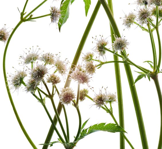 نبتة السانيكولة-مستخلص نبتة السانيكولة العضوي-Sanicula europaea extract