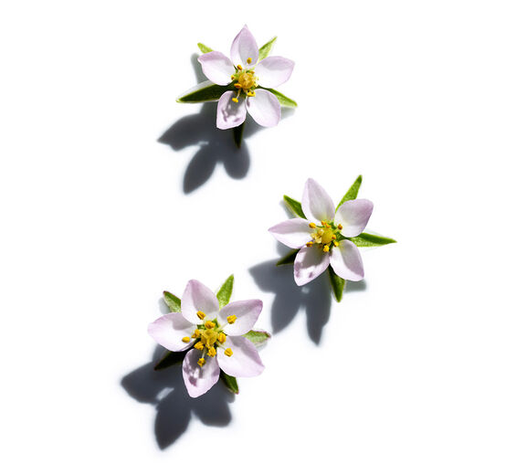 نبتة الرمال-مستخلص نبتة الرمال-Spergularia rubra extract