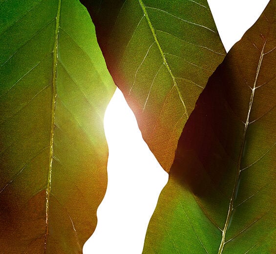 هوانغ تشي-مستخلص هوانغ شي-Engelhardtia chrysolepis leaf extract