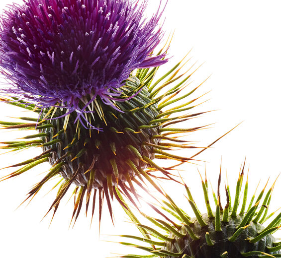 Mary&rsquo;s thistle-Organic mary&rsquo;s thistle oil-Silybum marianum seed oil