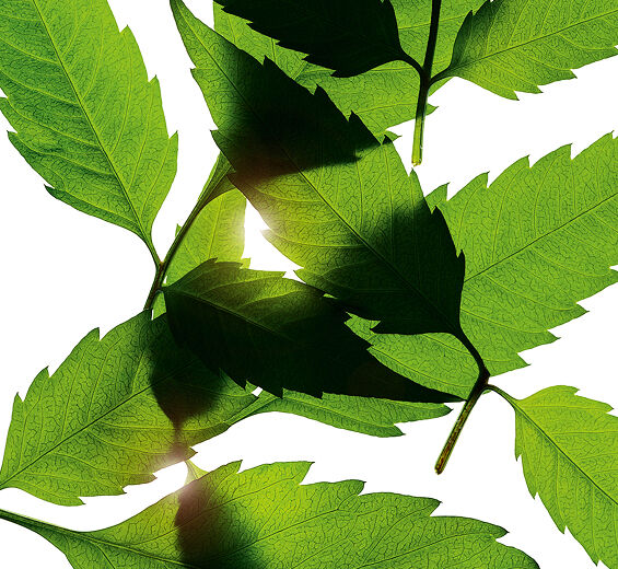 نبتة الإبرة الإسبانية-خلاصة نبتة الإبرة الإسبانية العضوية-Bidens Pilosa Extract