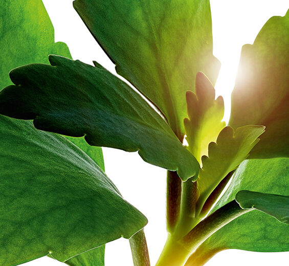 نبتة الحياة-مستخلص أوراق نبتة الحياة العضوي-Kalanchoe pinnata leaf extract