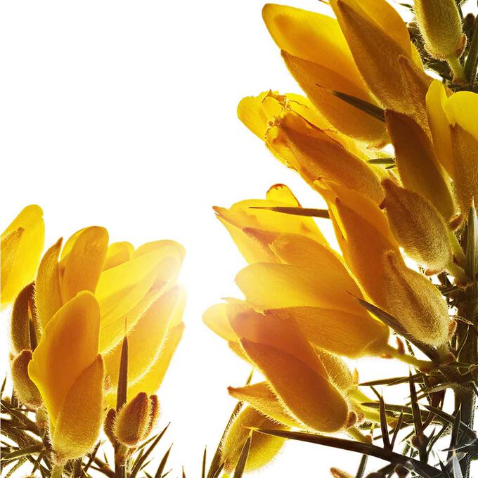 Super Restorative Night Cream - All Skin Types