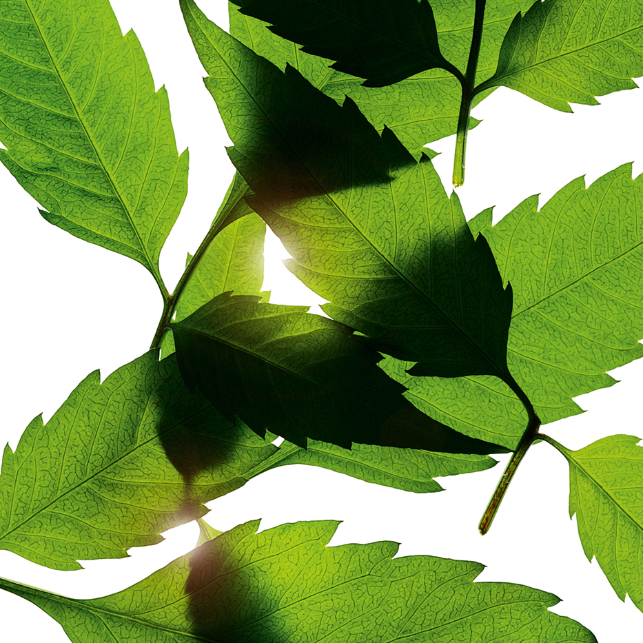 نبتة الإبرة الإسبانية-خلاصة نبتة الإبرة الإسبانية العضوية-Bidens Pilosa Extract