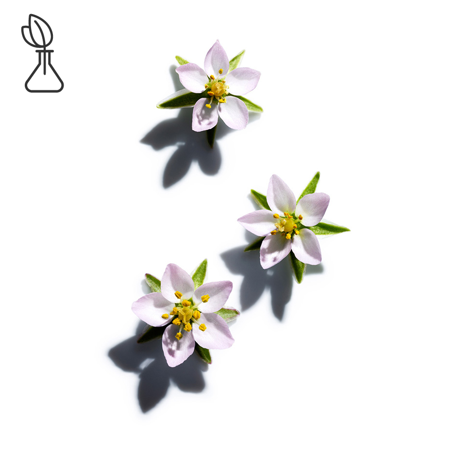 نبتة الرمال-مستخلص نبتة الرمال-Spergularia rubra extract